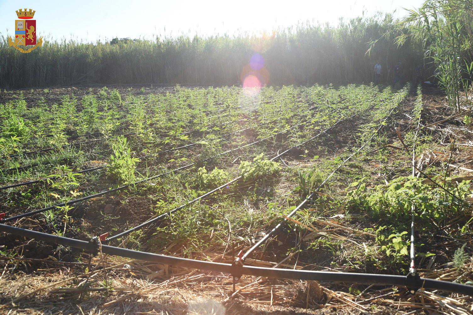 Blitz all’alba nelle campagne di Bauladu: sequestrata maxi piantagione di “Sweet Skunk Auto”