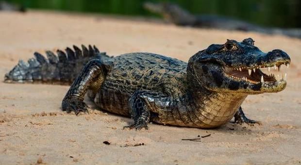 Jack, è sparito da due giorni il caimano dal circo di Orosei: corsa per ritrovarlo, ma è mistero