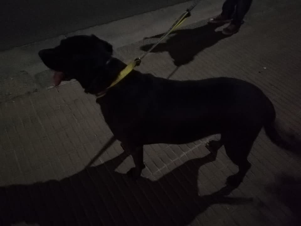 Stop ai fuochi d’artificio di Ferragosto a Monserrato, l’sos: “Basta cani smarriti, spaventati e morti: noi volontari diciamo basta”