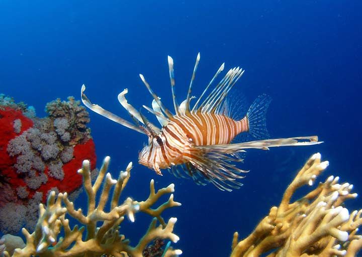 Il Pesce Scorpione che minaccia la biodiversità nel Mediterraneo è arrivato nelle acque italiane