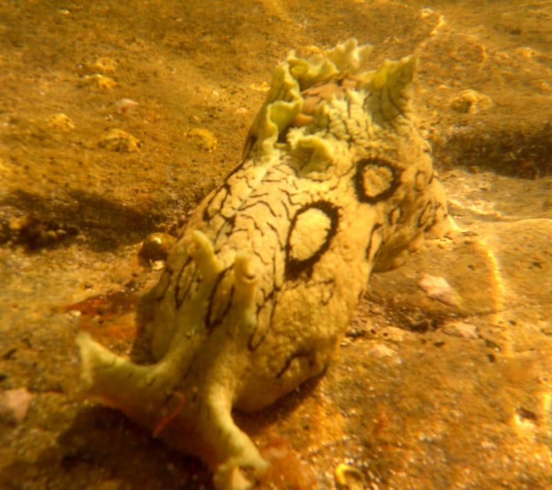 Sant’Antioco, bimbo di 9 anni si tuffa in mare e trova una rarissima lumaca tropicale