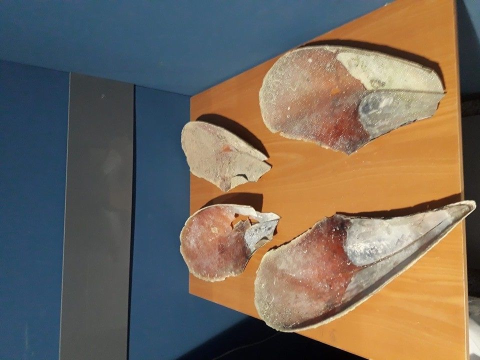 Quattro Pinne nobilis in valigia all’aeroporto di Elmas, multa da infarto a coppia di turisti