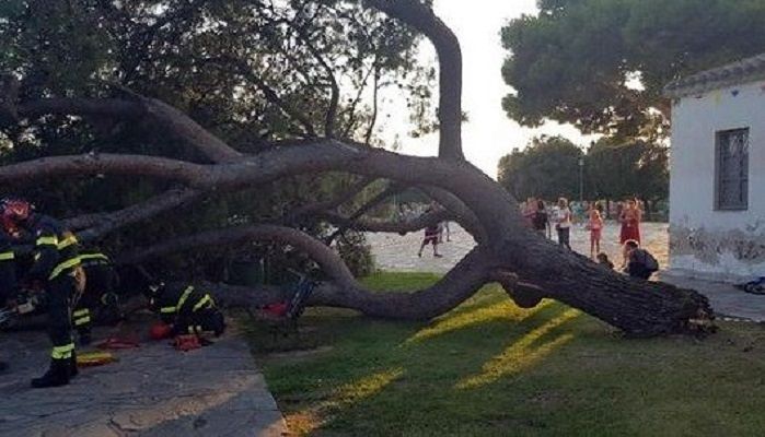 Pino crollato e tragedia sfiorata a Quartu: Delunas chiude il parco Parodi