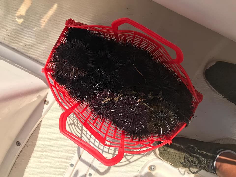 Villasimius, pesca ricci di mare in area protetta: denunciato