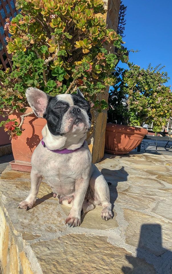 Rizzo, la cagnetta morta a Sanluri perchè i veterinari erano chiusi: “Due ore di attesa, poi l’embolia polmonare”