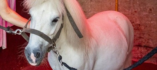 Usa, passeggera imbarca il pony sull’aereo come “supporto emotivo”
