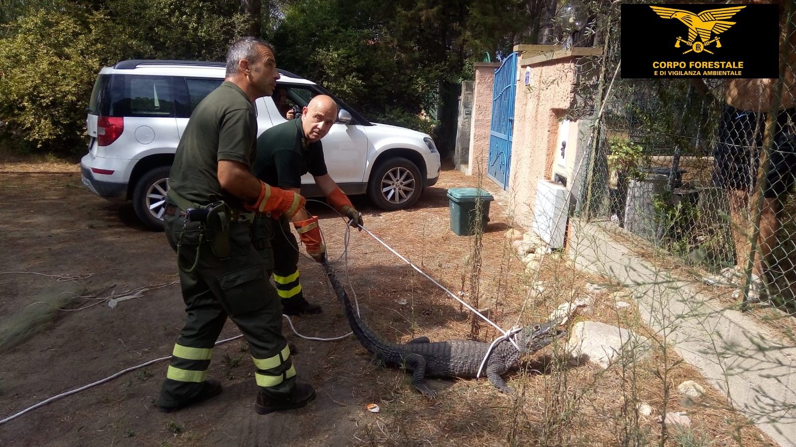 Ben ritrovato Jack: il caimano scomparso dal circo a Orosei torna a casa grazie ai forestali