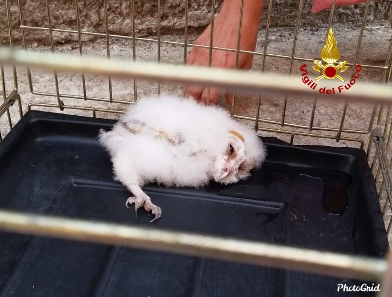 Monastir, pullo di barbagianni cade dal nido: soccorso dai vigili del fuoco