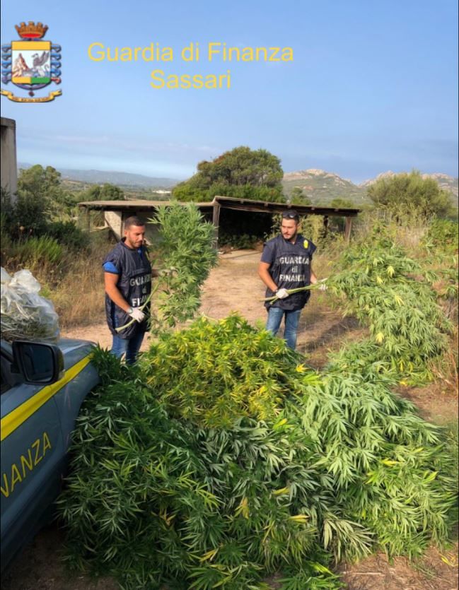 Ventiquattro piante di marijuana e 1,2 chili di droga in casa: 37enne di Arzachena nei guai