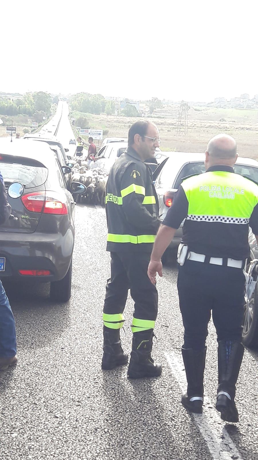 Cagliari, un gregge blocca il traffico sulla Ss 131: auto ferme in coda, interviene la polizia