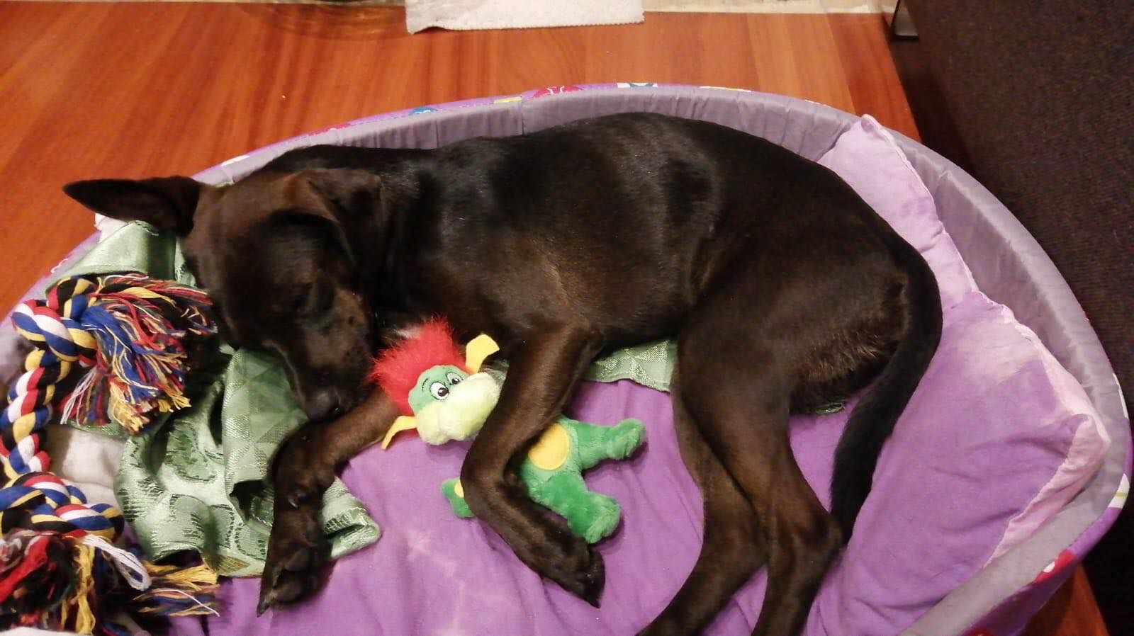 Lilli è scomparsa da Pirri: SOS per ritrovarla