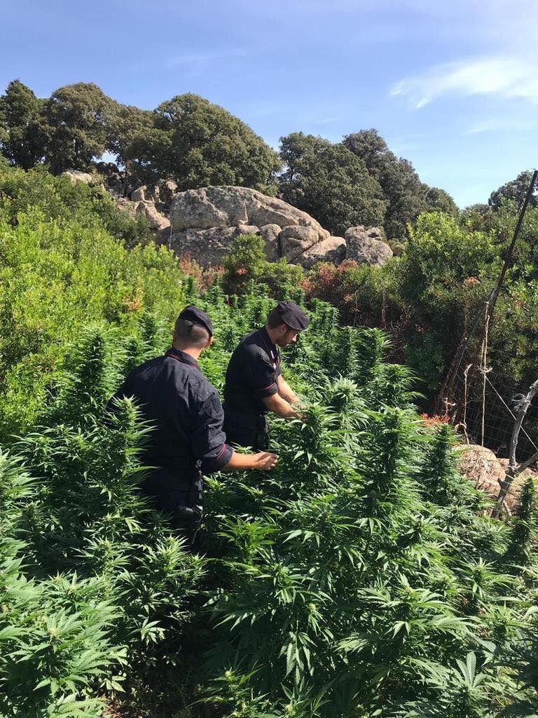 Oltre 300 piante di marijuana nascoste tra la vegetazione a Orune: in manette 44enne