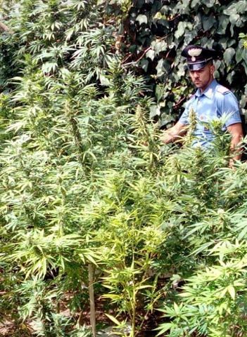 Quartu, una serra di marijuana in casa con 40 piante: in manette disoccupato