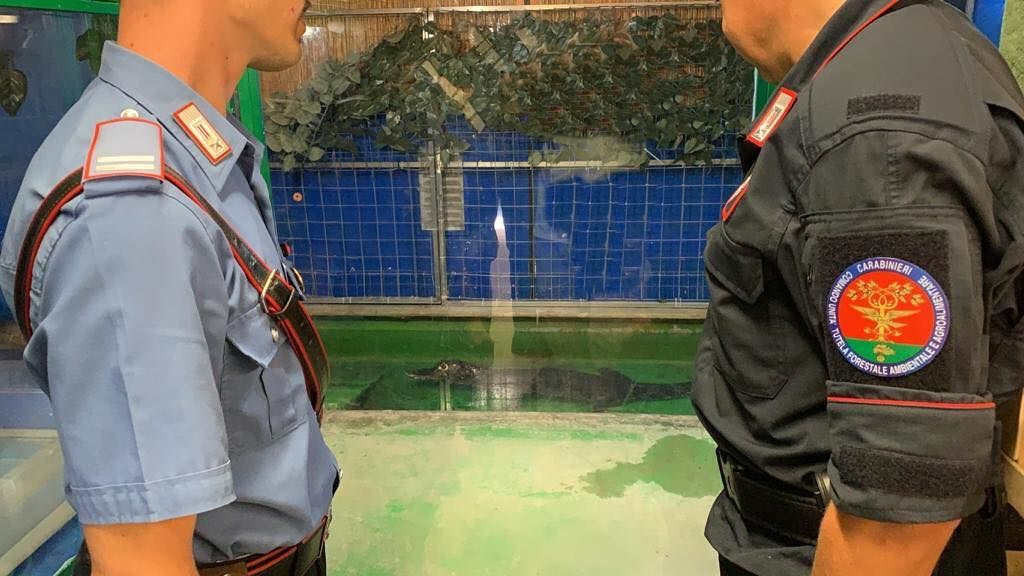 Blitz dei carabinieri a Tertenia nel circo dove si trova il caimano Jack – VIDEO