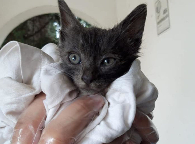 Orrore a Quartu: “Gattino chiuso in una scatola e lanciato da un’auto in corsa”