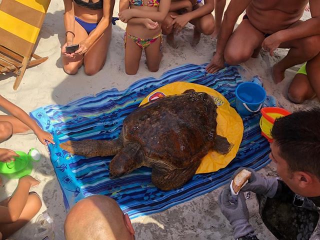 Splendido esemplare di Caretta caretta salvato dai sub a Cala Pira