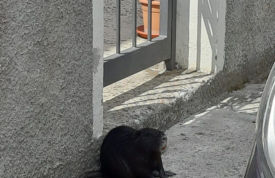 “Una nutria enorme a Selargius ferma davanti a casa mia, è aggressiva?”