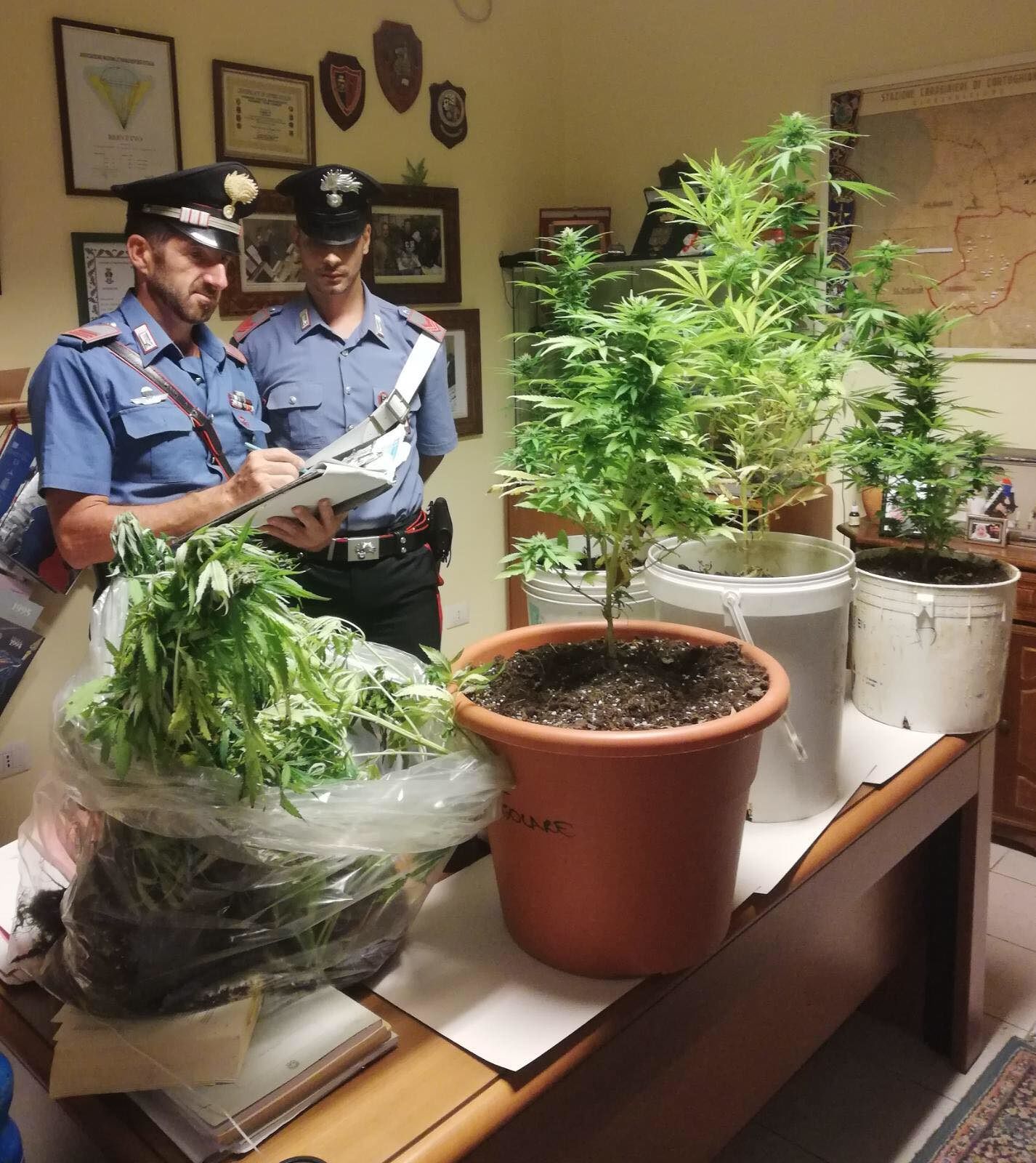 Cortoghiana, 22enne sorpreso a coltivare 13 piante di cannabis: “E’ uso personale”