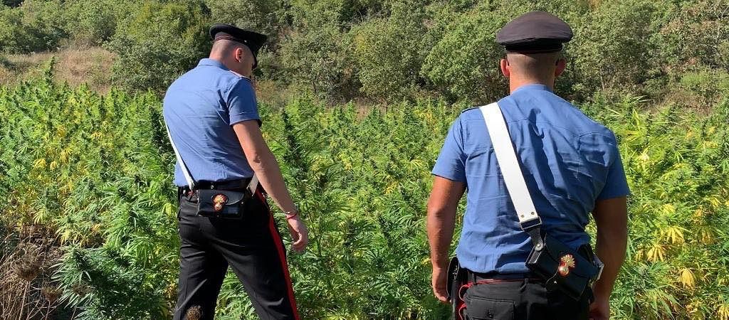 Orani, un giardino “speciale” ai piedi del Monte Gonare: 800 piante di marijuana