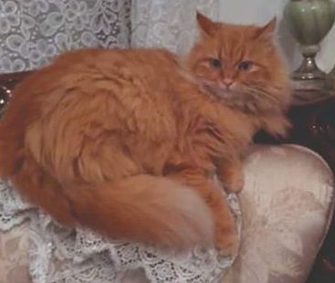 Artù è scomparso da Assemini: SOS per ritrovarlo