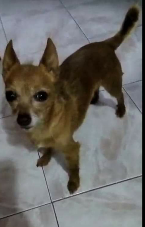 Cino è scomparso da Maracalagonis, zona Monte Nieddu: chi l’ha visto?