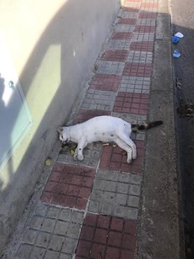 Pirri, orrore in via Saragat: “Qualcuno sta avvelenando i gatti, già due morti in pochi giorni”