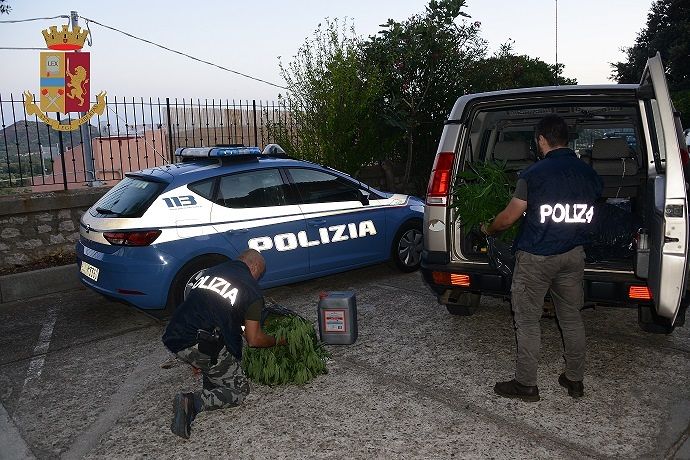Business marijuana, sequestrate altre due piantagioni: arrestate otto persone a Girasole
