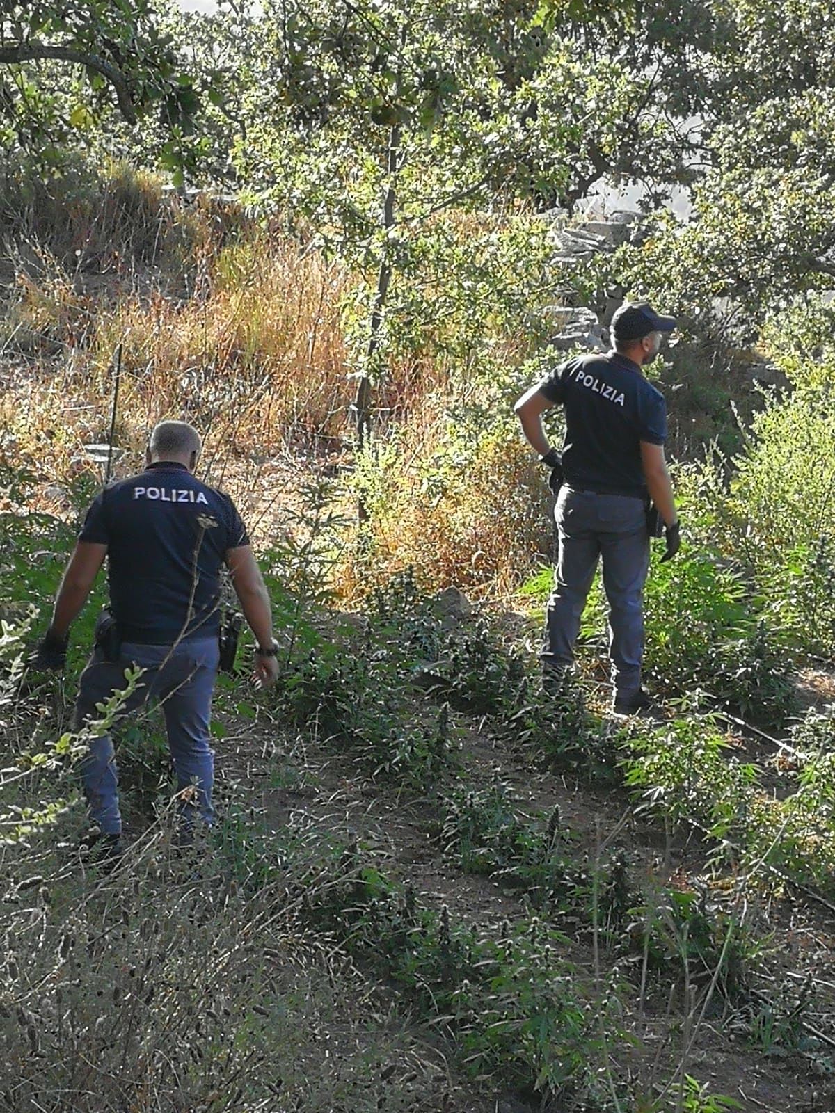 Scoperta una piantagione di marijuana nelle campagne di Burgos