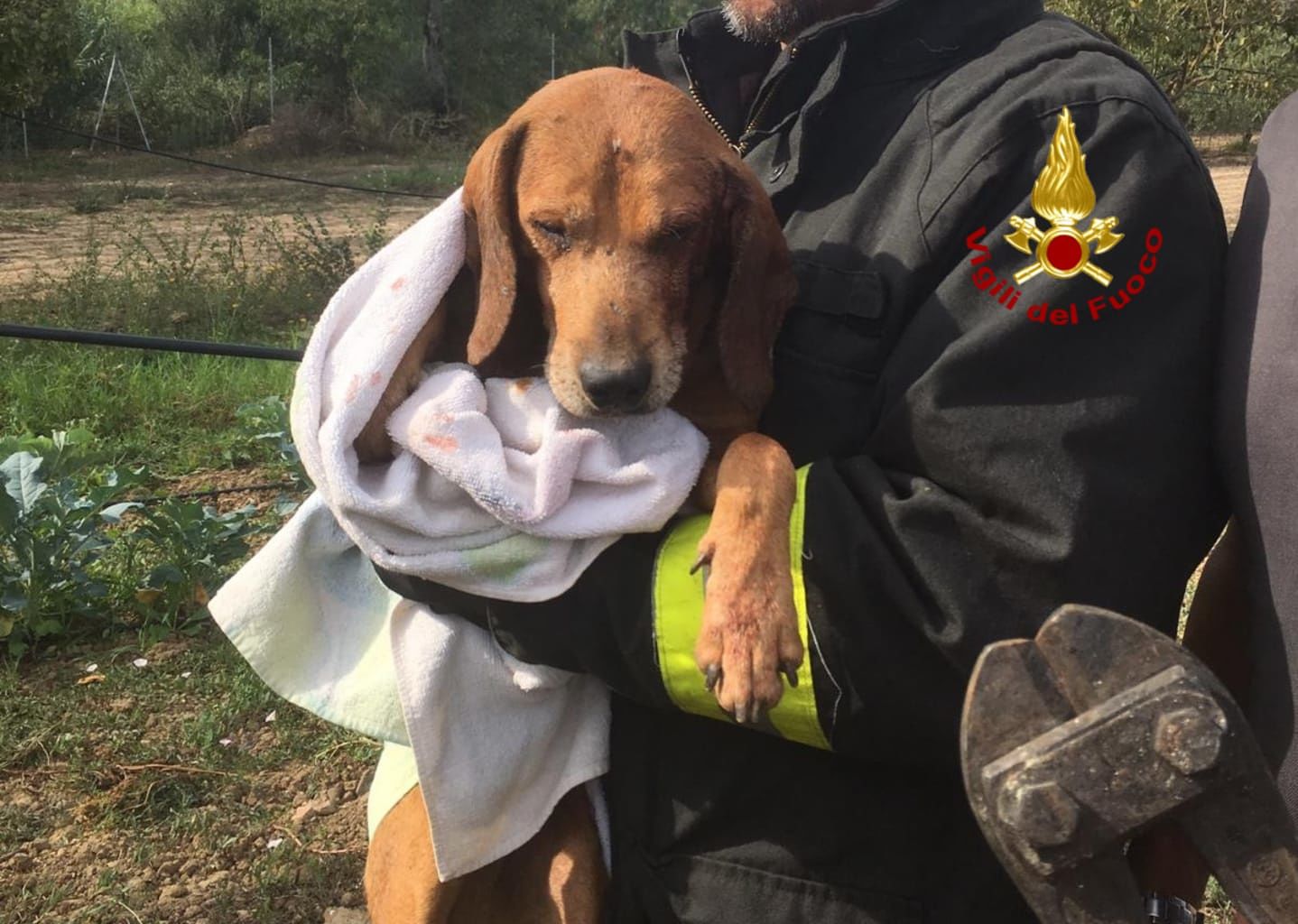 Cane resta incastrato con la testa in una recinzione a Villamassargia, salvato dai Vigili del fuoco