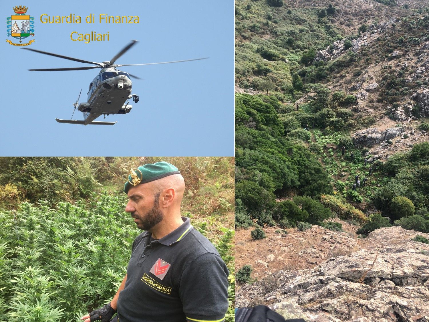 Oltre mille piante di marjiuana nascoste a Serpeddì: blitz dei Baschi Verdi a Sinnai, scatta un arresto