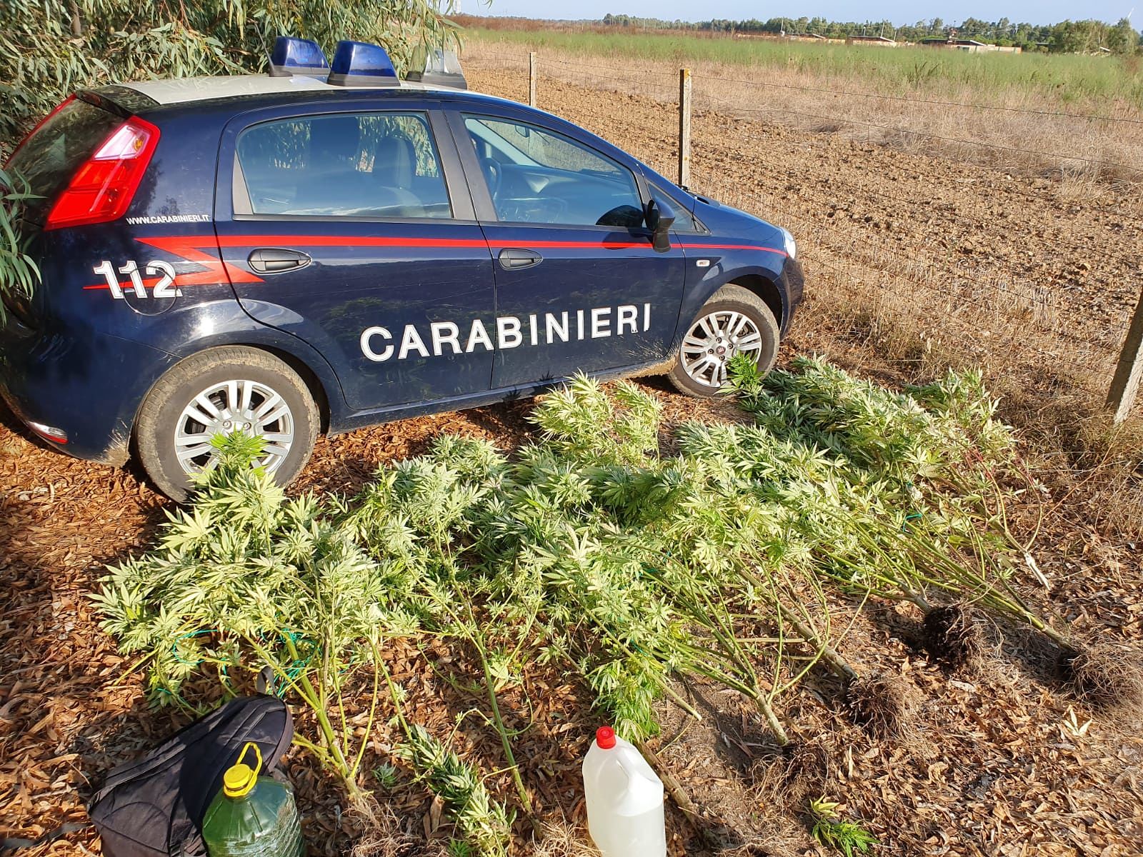 È in prova ai servizi sociali ma coltiva marijuana, operaio di Pabillonis in manette