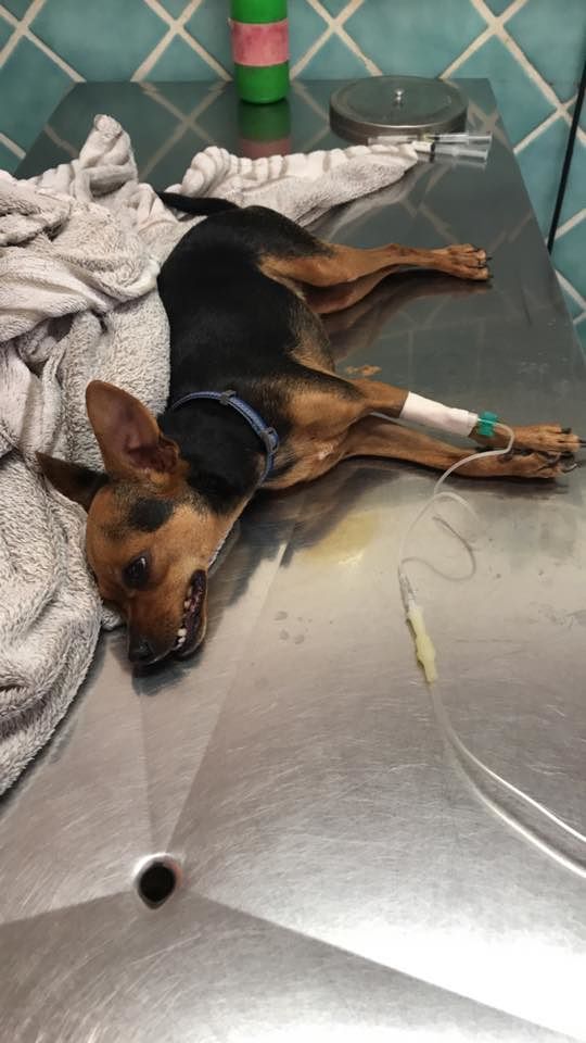 Cagnetta avvelenata in spiaggia al Poetto: “Attenzione, qualcuno sta mettendo veleno”