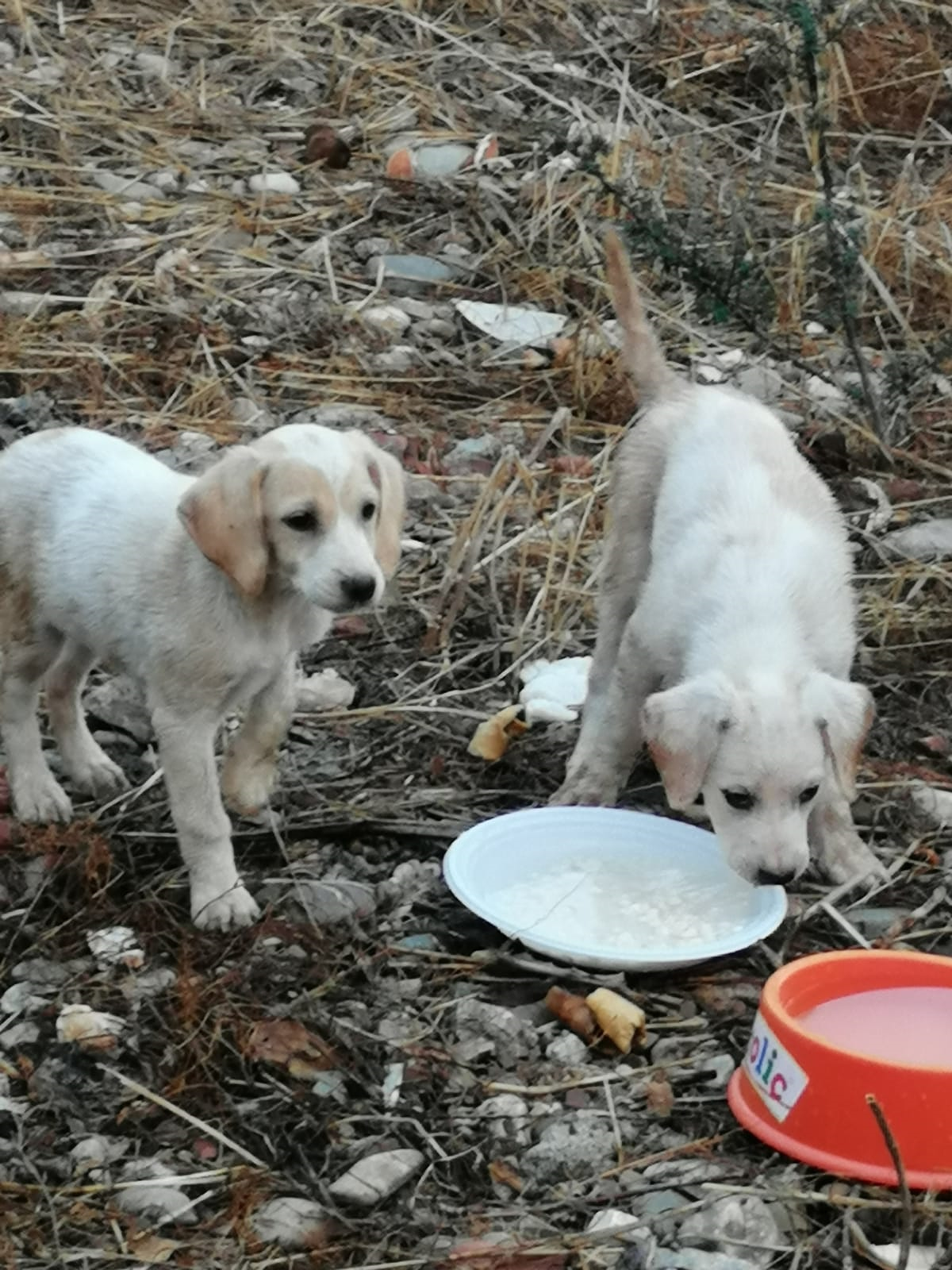 Cagnetta con cuccioli lasciata nel degrado a Villaspeciosa: “Perchè il Comune non interviene?”
