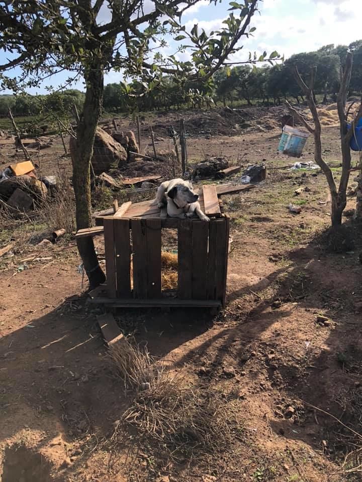 Sos di una francese alla Giara di Gesturi: “Cani incatenati agli alberi e terrorizzati”, intervengono i carabinieri