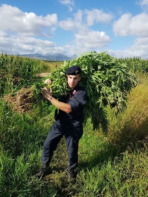 Pabillonis, spunta la piantagione segreta di cannabis con 250 piante: scoperto un business da 50mila euro