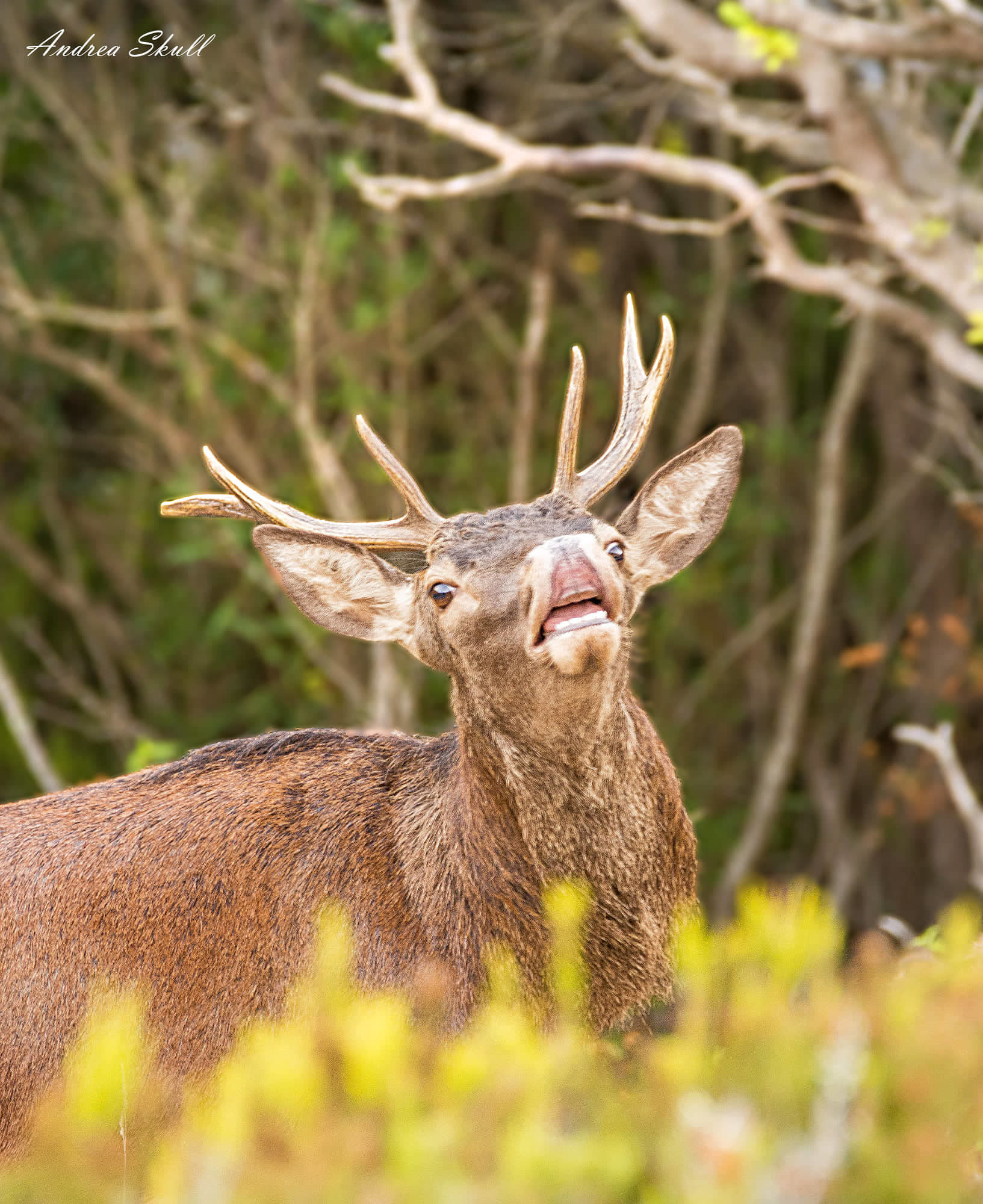 Sveglia alle quattro del mattino, alla ricerca del magnifico Cervo Sardo in accoppiamento