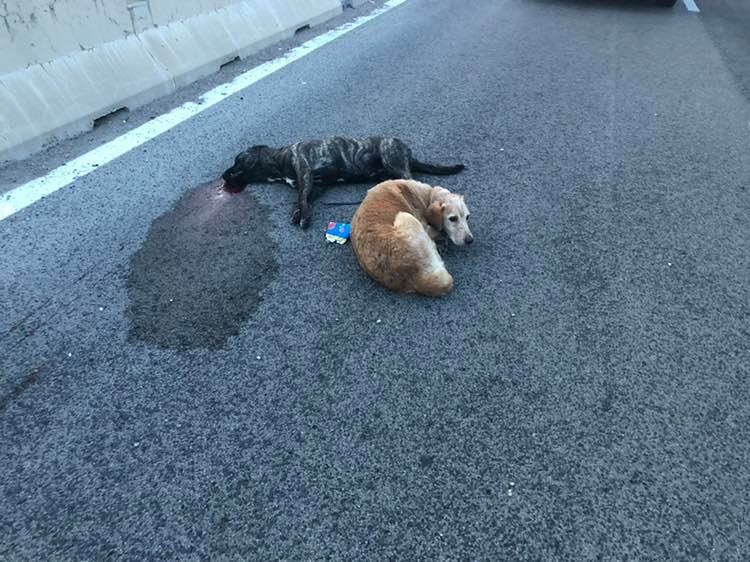 Lei investita ormai deceduta, lui di fianco a lei per vegliarla: il dolcissimo amore dei cani, oltre la morte