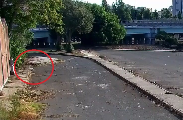 Cagliari, contromano a Su Siccu per gettare i rifiuti dall’auto: maxi multa sicura per un “caddozzo”