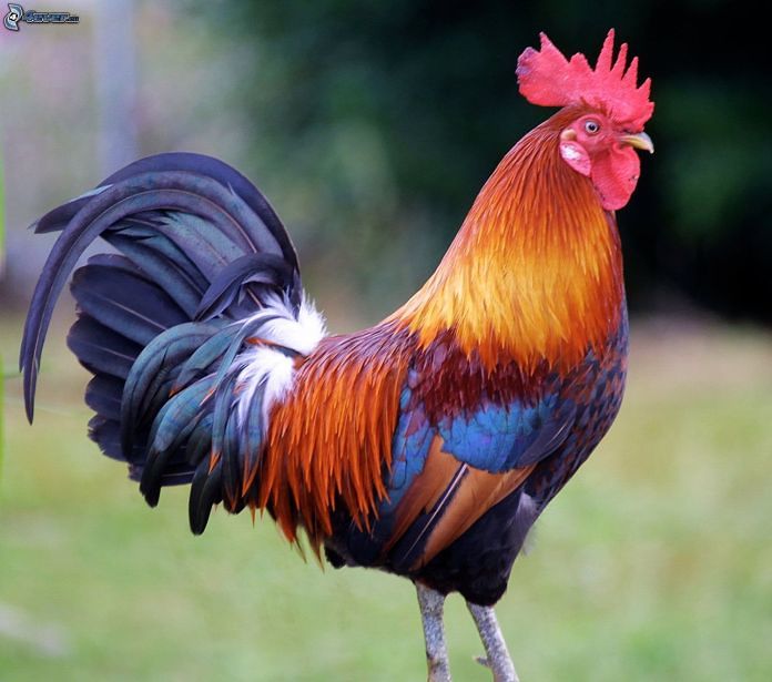 Australia, donna uccisa da un gallo