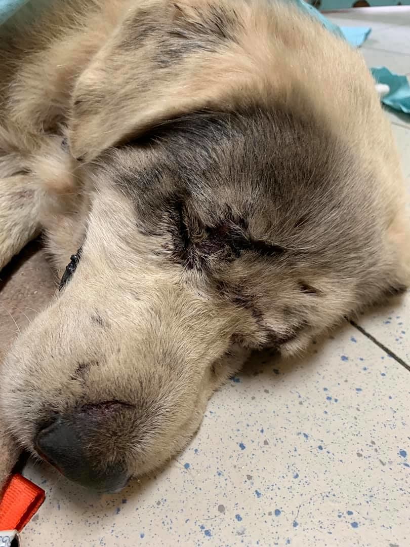 Ignazio, il cane sparato e investito in Sardegna diventa un caso nazionale, il sindaco: “Provo schifo e vergogna”