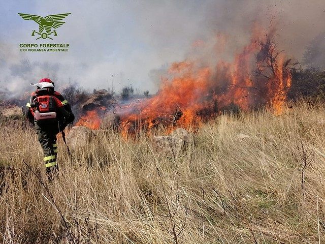 Giornata di fuoco in Sardegna: eucalipti in fiamme a Senorbì, pascoli inceneriti a Suni