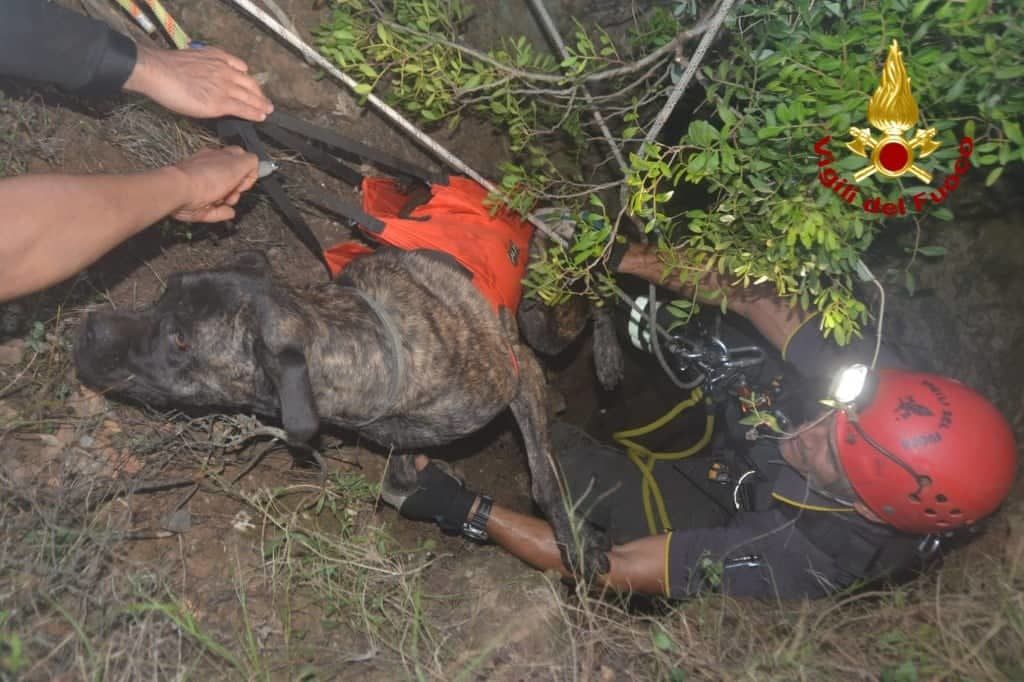Gonnesa, cade in buco profondo 20 metri: il cane Kimba salvato dai Vigili del fuoco