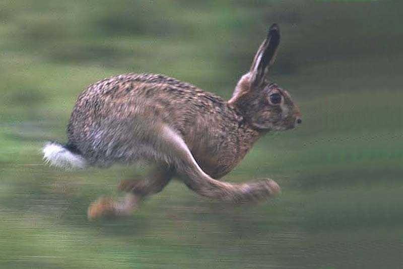 Caccia in Sardegna, parte il ricorso ecologista contro il calendario venatorio 2019-2020