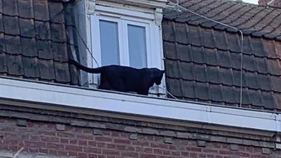 Panico in Francia: “Attenti, c’è una pantera nera sul tetto”