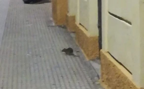 Cagliari, emergenza ratti a San Benedetto: topo gigante a spasso in via Monti