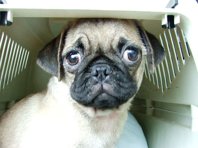 Tratta dei cuccioli: due trafficanti di animali condannati, esulta la Lav