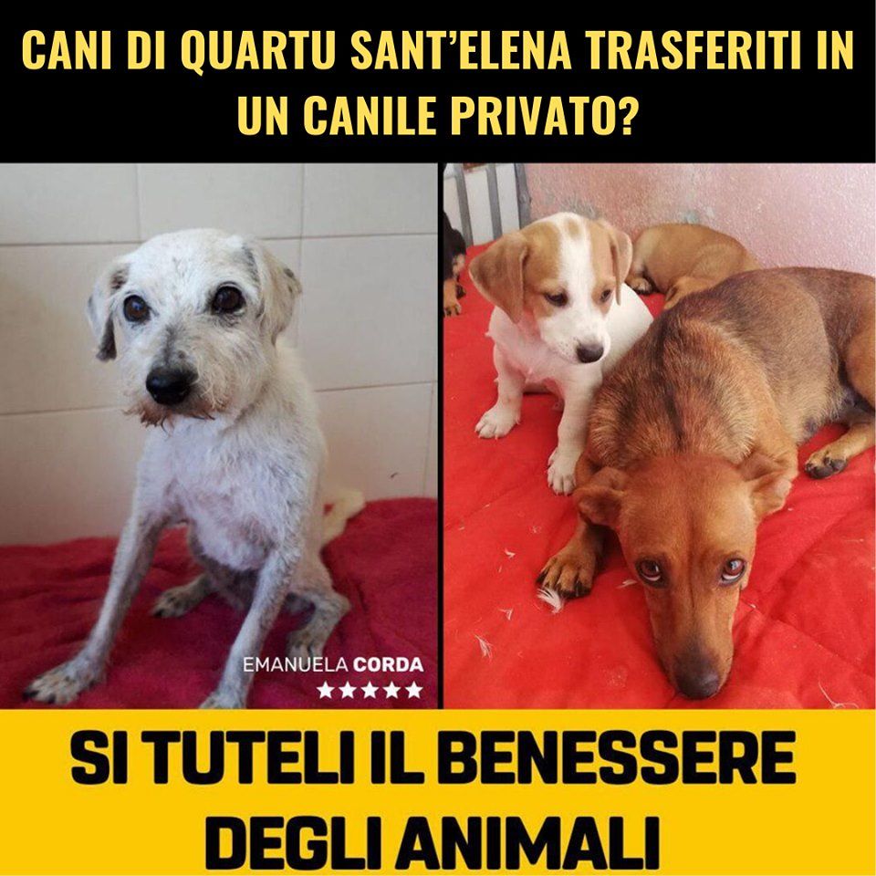 Quartu, trasferiti i quattrozampe della Tana di Bau: il M5S porta il caso in Parlamento