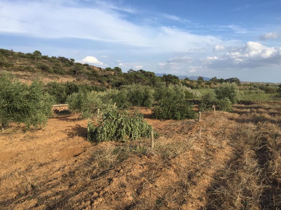 “La Settimo che non ci piace: così i delinquenti hanno devastato un uliveto, simbolo di pace”