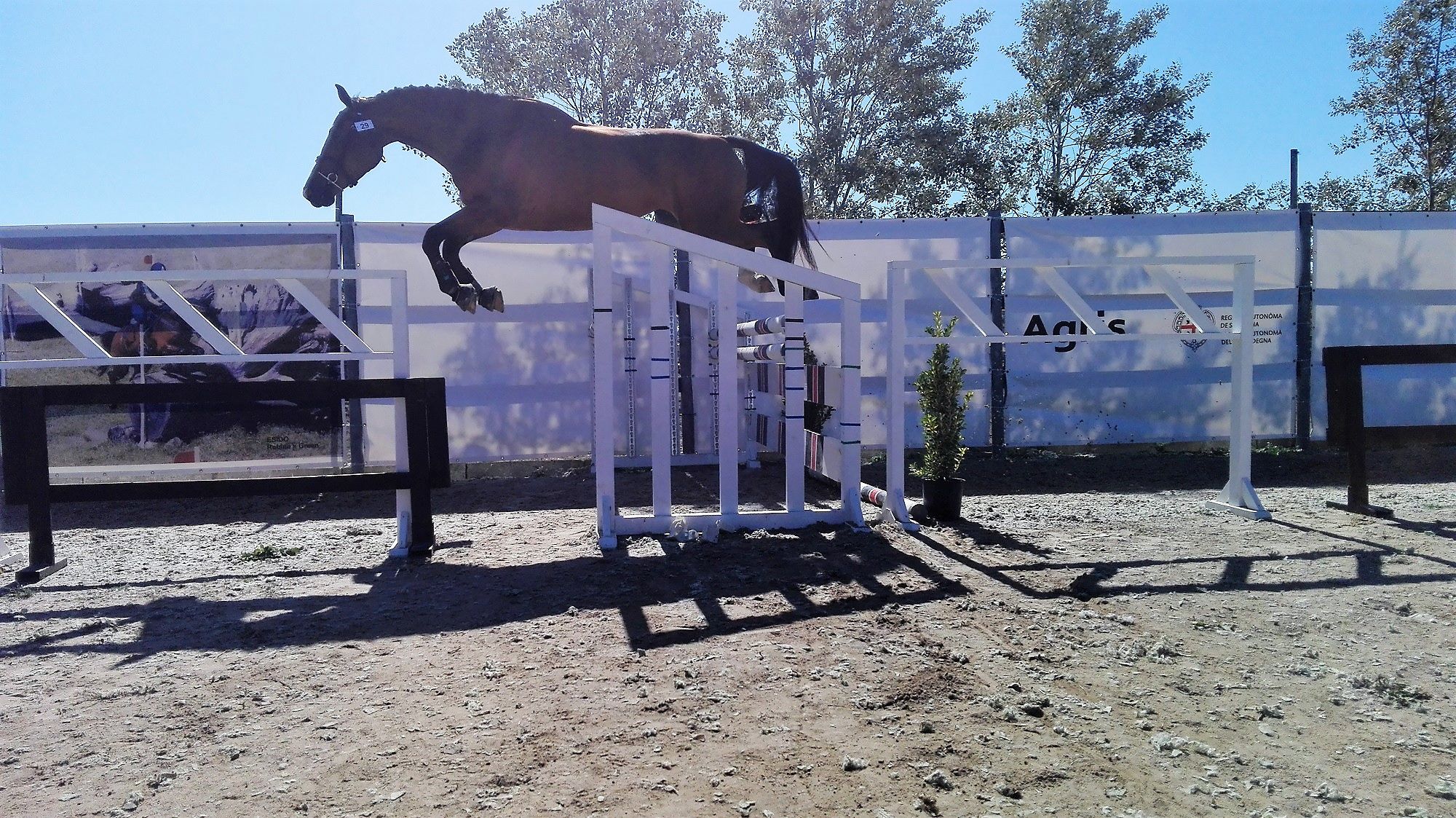 Amal, la puledra di Selargius vince il premio regionale sardo per la gioia di Gianluca Melis