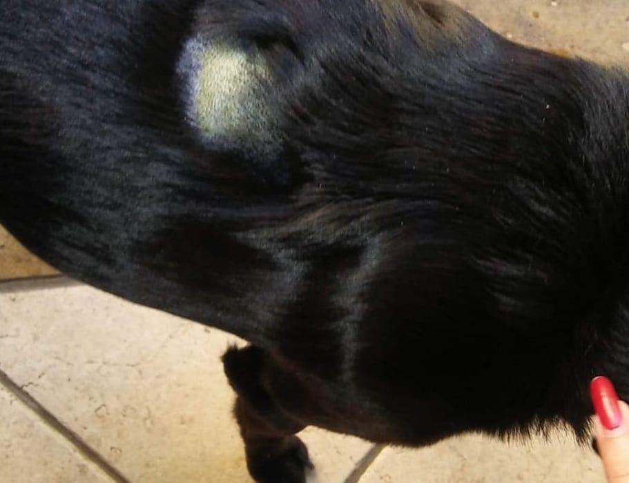 “Il mio cane preso a sassate a Sestu, un gesto crudele: gli animali sono sacri”